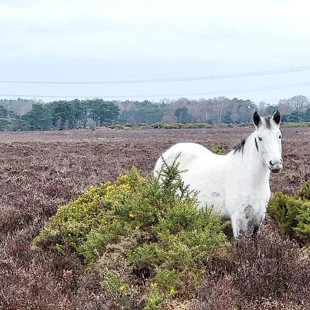 In The Heart Of The New Forest 福丁布里奇 外观 照片