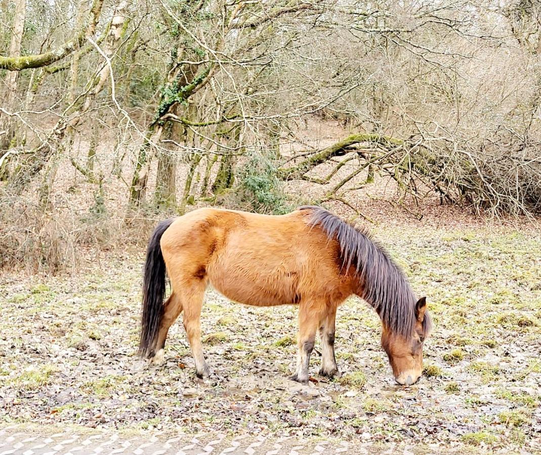 In The Heart Of The New Forest 福丁布里奇 外观 照片